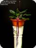 Bulbophyllum plumatum